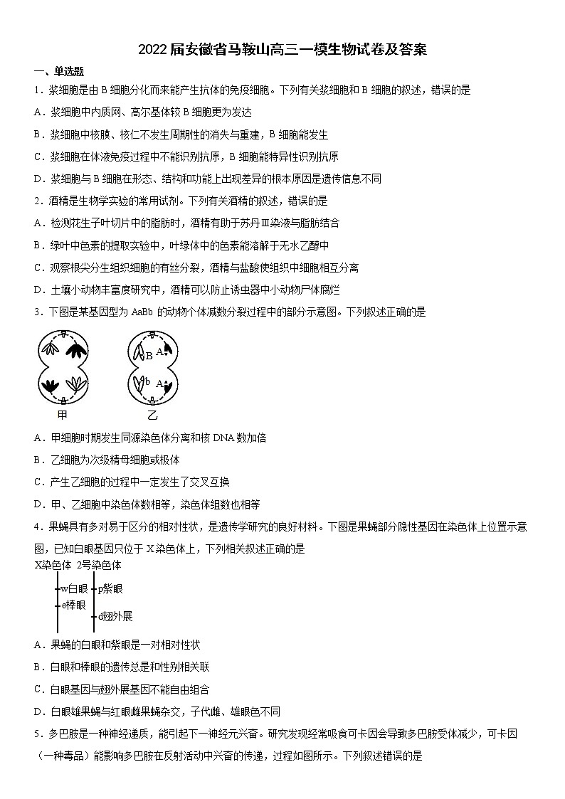 2022届安徽省马鞍山高三一模生物试卷及答案第1页