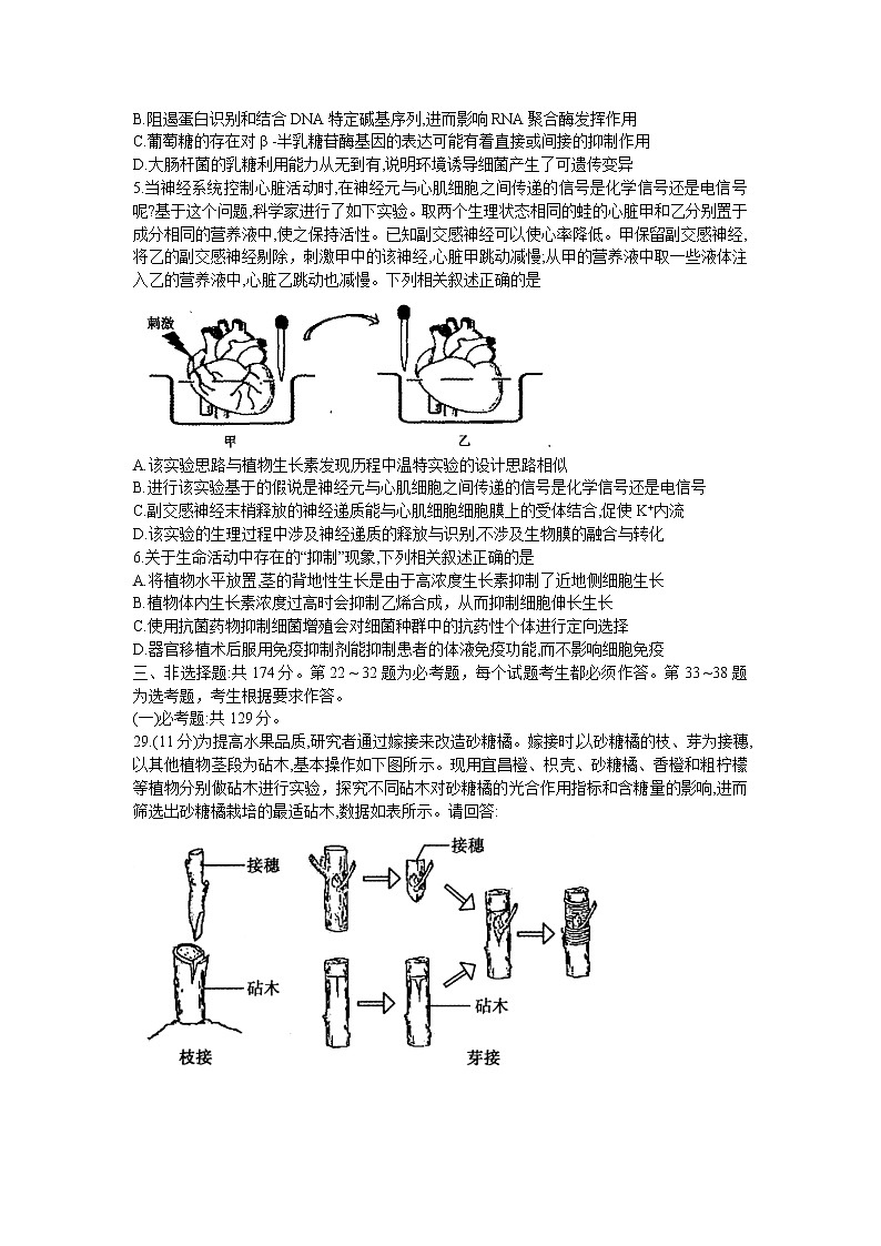 2022济源、平顶山、许昌高三第二次质量检测（二模）理综生物含答案02