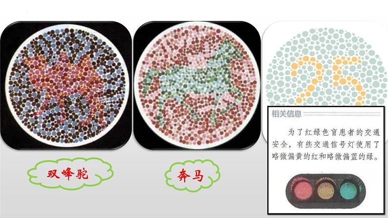 2021-2022学年高一下学期生物人教版必修二  2.3伴性遗传课件第3页