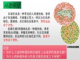2021-2022学年高一下学期生物人教版必修二  2.3伴性遗传课件