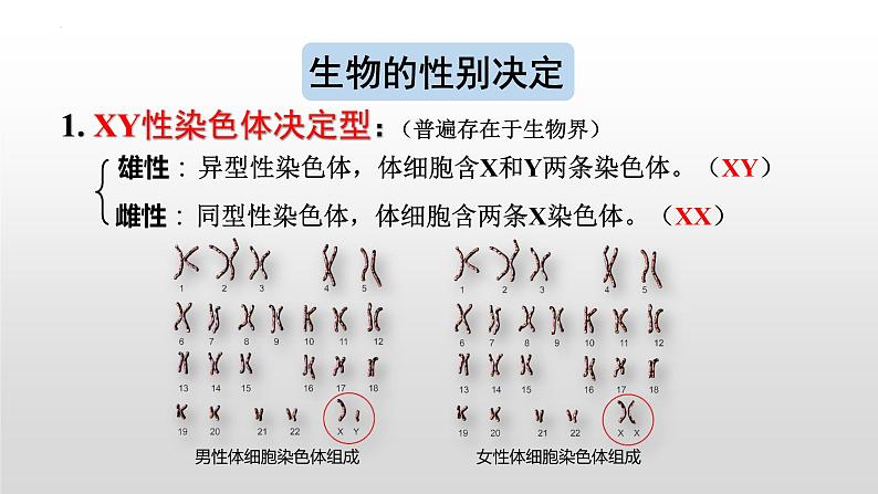 2021-2022学年高一下学期生物人教版必修二  2.3伴性遗传课件第7页