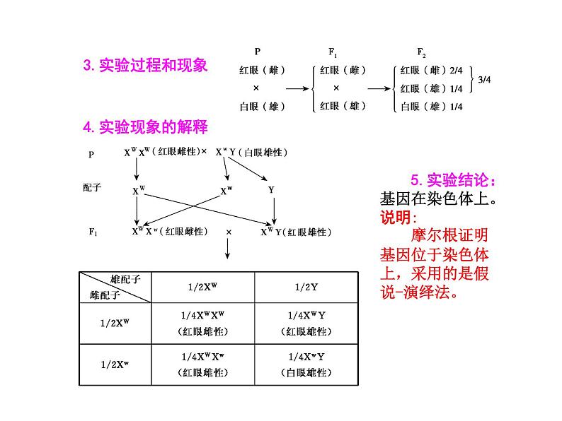 高中生物人教版必修2课件2.4 基因在染色体上（共13张PPT）第6页