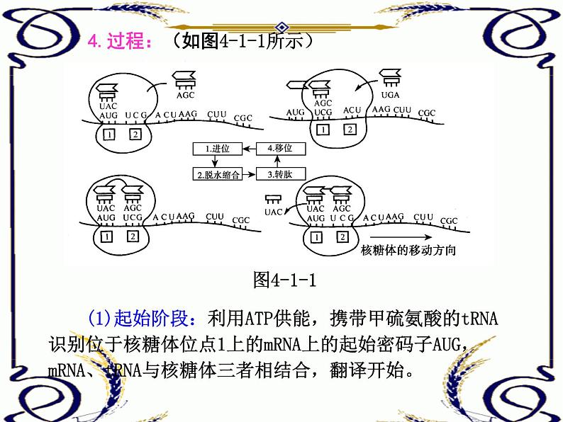 高中生物人教版必修2课件4.1 基因指导蛋白质的合成（一）（共17张PPT）第8页