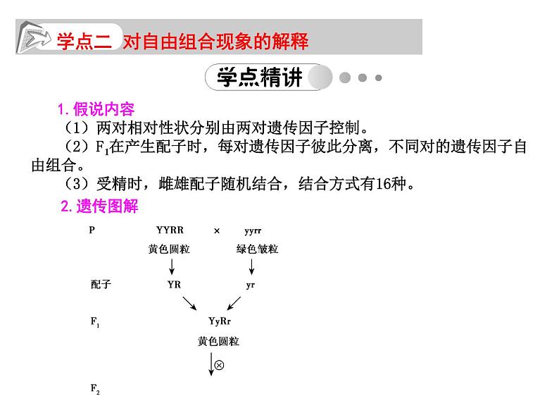 高中生物人教版必修2课件1.3 孟德尔的豌豆杂交实验（二）（共16张PPT）第5页