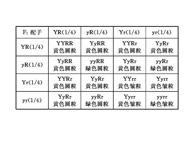 高中生物人教版必修2课件1.3 孟德尔的豌豆杂交实验（二）（共16张PPT）第6页