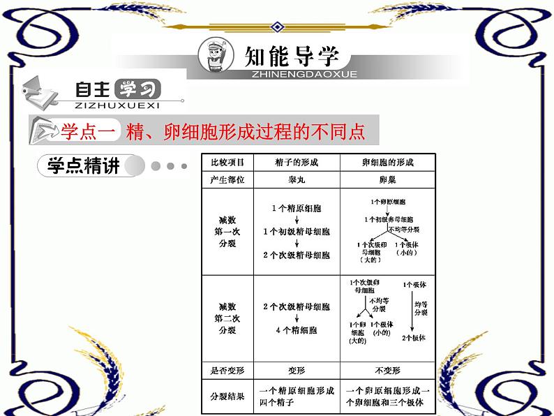 高中生物人教版必修2课件2.2 减数分裂（二）（共12张PPT）第1页