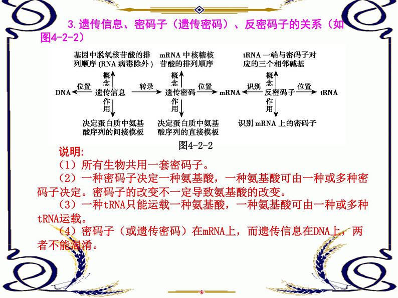 高中生物人教版必修2课件4.2 基因指导蛋白质的合成（二）（共15张PPT）第3页