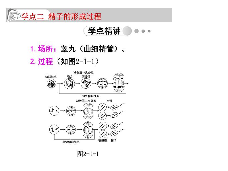 高中生物人教版必修2课件2.1 减数分裂（一）（共16张PPT）05