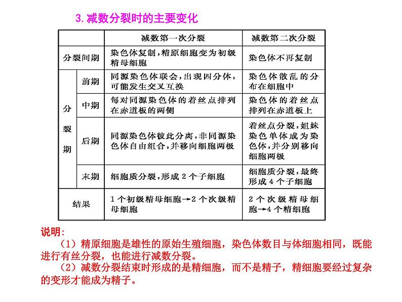 高中生物人教版必修2课件2.1 减数分裂（一）（共16张PPT）06