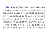 高中生物人教版必修二4-1基因指导蛋白质的合成课件PPT