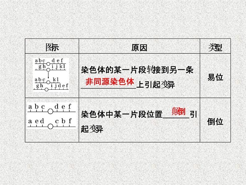 生物同步配套课件（人教版必修2）第5章第2节染色体变异06