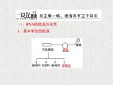 生物同步配套课件（人教版必修2）第4章第1节基因指导蛋白质的合成