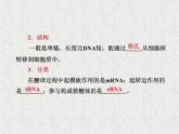 生物同步配套课件（人教版必修2）第4章第1节基因指导蛋白质的合成