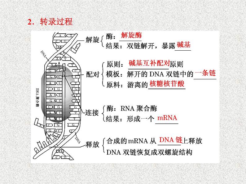 生物同步配套课件（人教版必修2）第4章第1节基因指导蛋白质的合成第6页