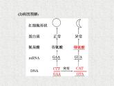 生物同步配套课件（人教版必修2）第5章第1节基因突变和基因重组