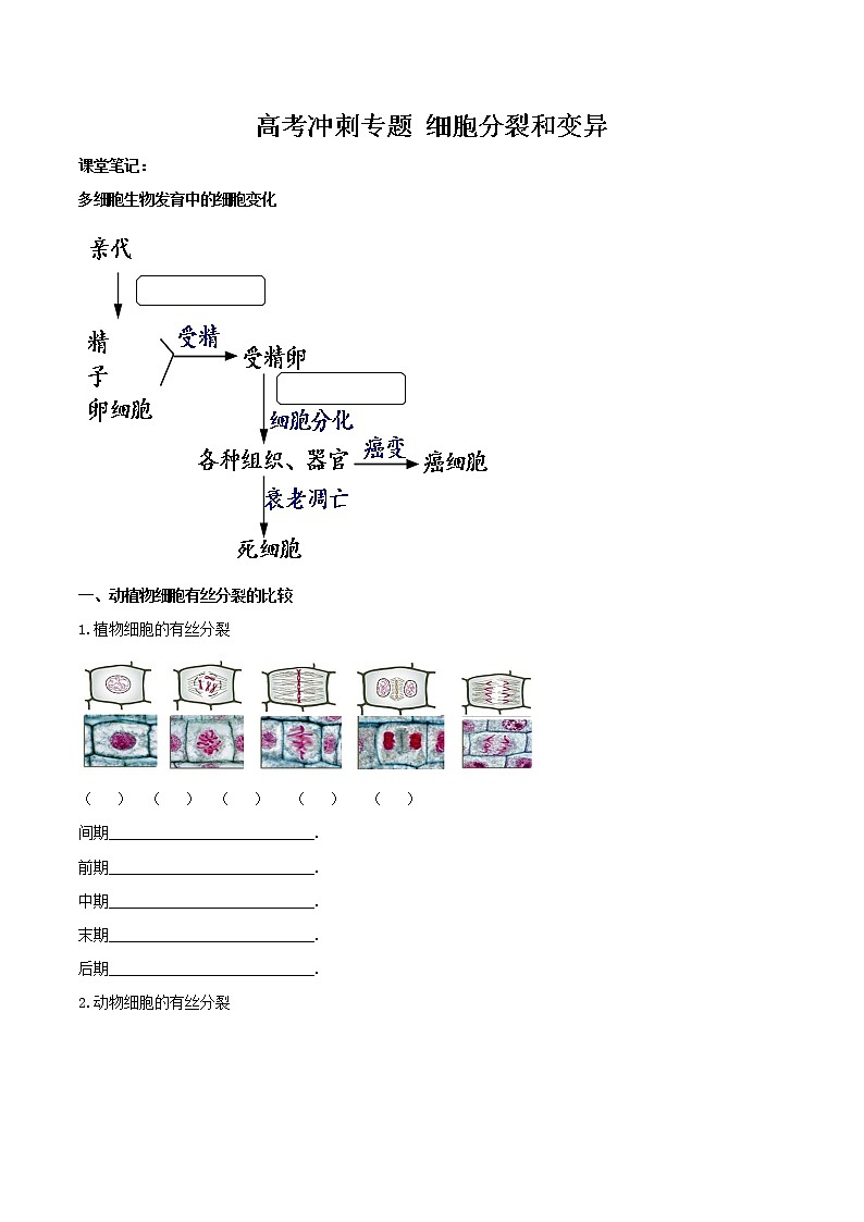 2022高考生物复习《细胞分裂和变异》学案+练习第1页