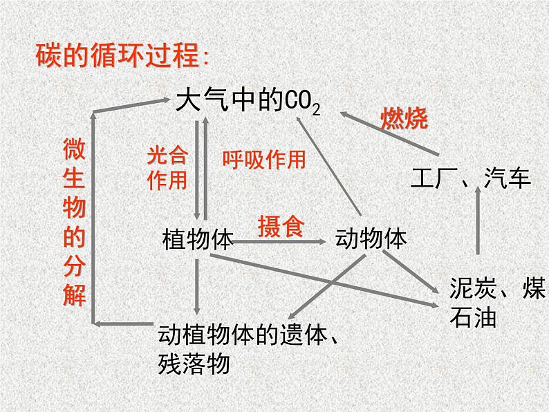 高考生物专题复习 生态系统课件课件 新人教版第4页