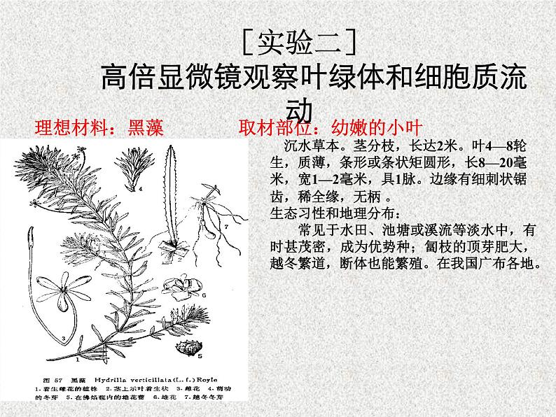 高考生物专题复习 考点49 观察类实验课件 新人教版第8页