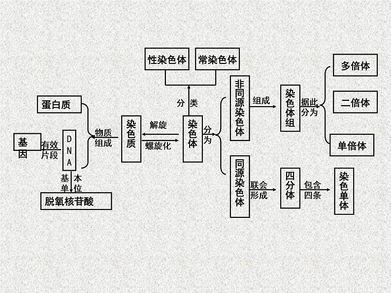 高考生物专题复习 模型构建专题复习课件 新人教版第7页