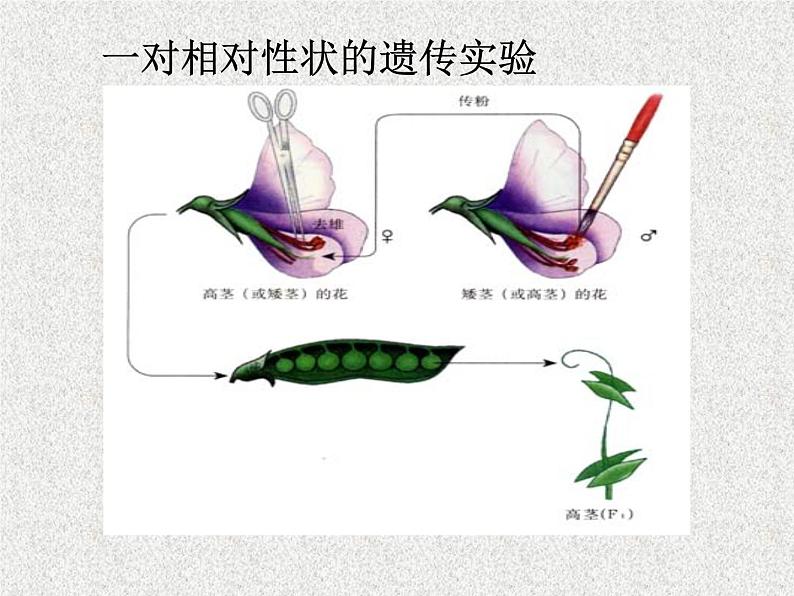 高考生物专题复习 孟德尔的豌豆杂交实验课件 新人教版第8页