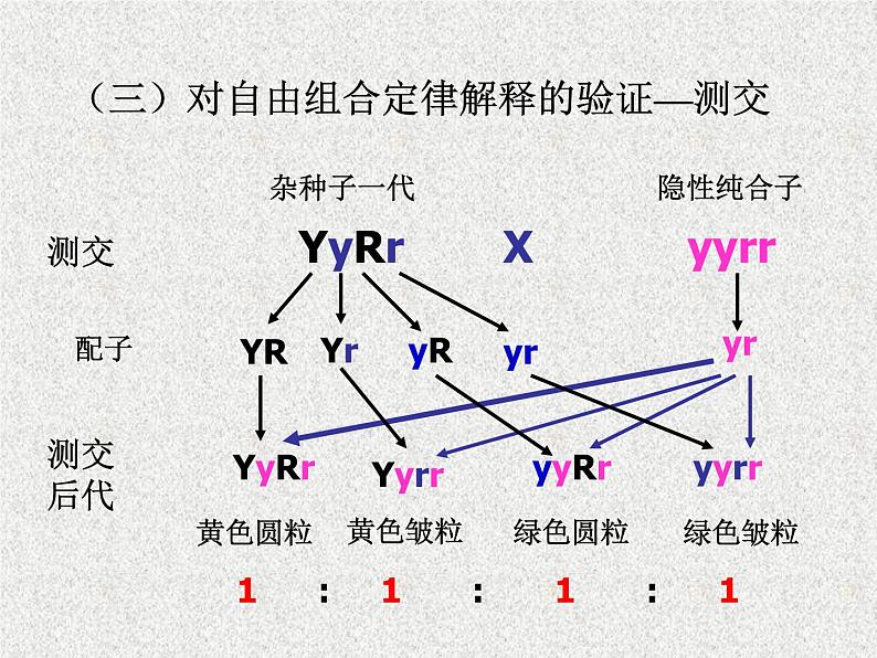 高考生物专题复习 基因的自由组合定律课件课件 新人教版第6页