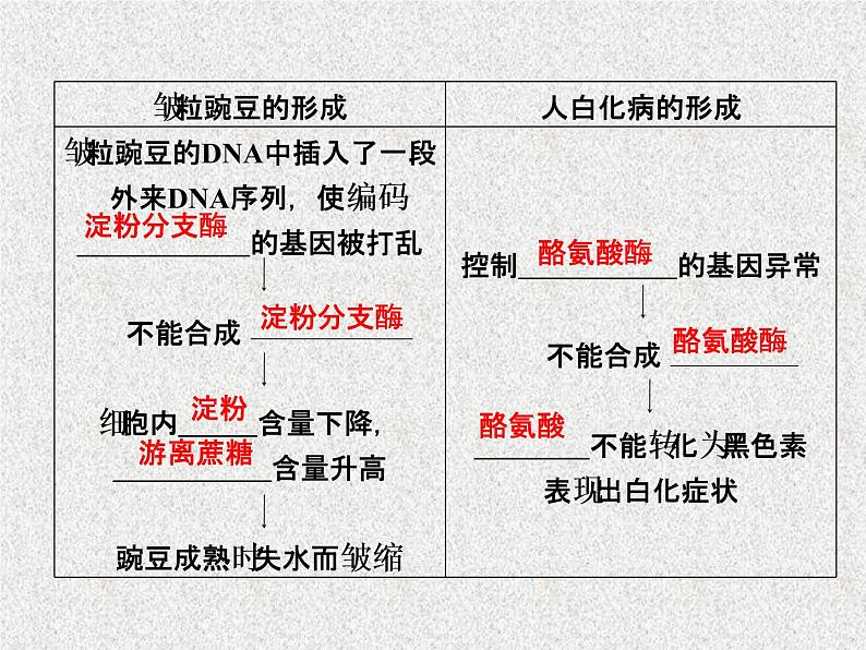 生物同步配套课件（人教版必修2）第4章第2节基因对性状的控制第6页