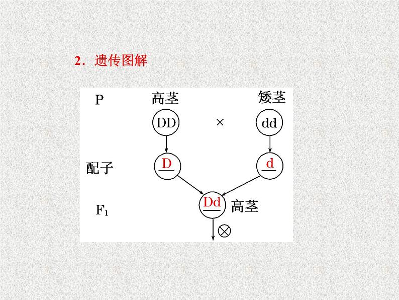 生物同步配套课件（人教版必修2）第1章第1节孟德尔的豌豆杂交实验（一）第8页