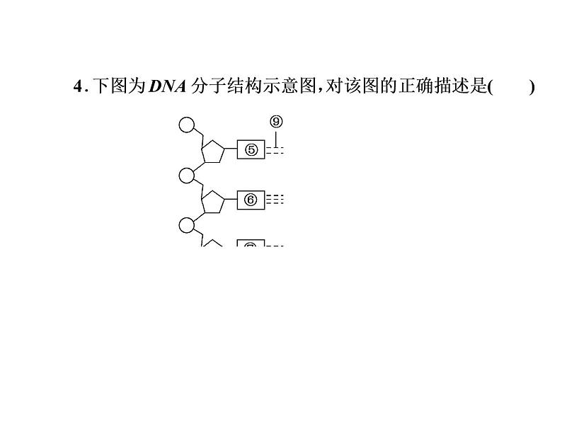 高中生物人教版必修二3-2DNA分子的结构课件PPT第8页