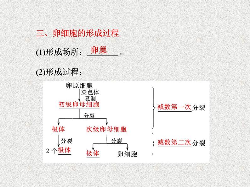 生物同步配套课件（人教版必修2）第2章第1节减数分裂和受精作用第8页