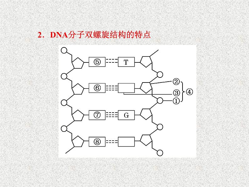 生物同步配套课件（人教版必修2）第3章第2节DNA分子的结构06