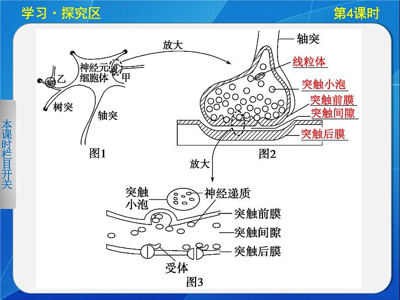 高中生物人教版必修3课件：2-4通过神经系统的调节(Ⅱ)第5页