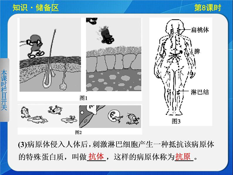 高中生物人教版必修3课件：2-8免疫调节(Ⅰ)第2页