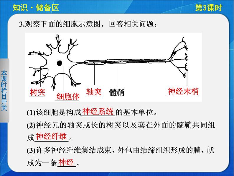 高中生物人教版必修3课件：2-3通过神经系统的调节(Ⅰ)第2页