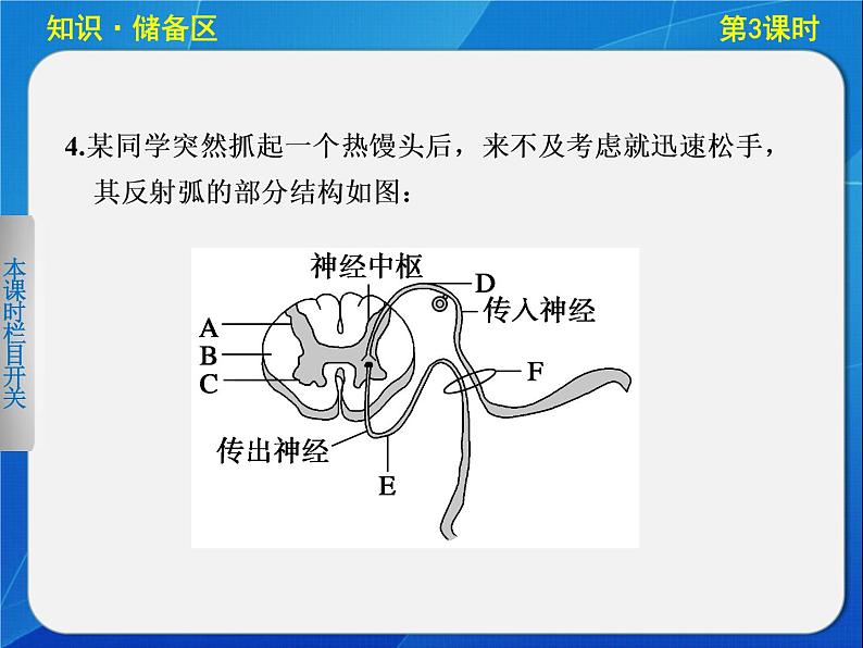 高中生物人教版必修3课件：2-3通过神经系统的调节(Ⅰ)第3页