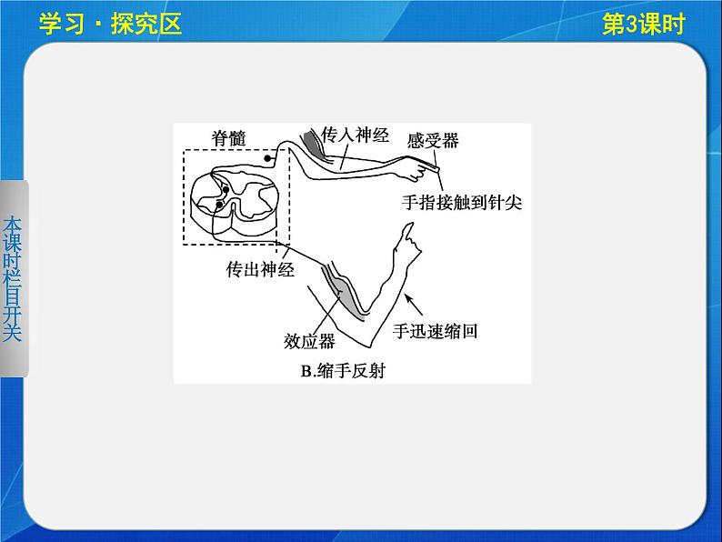 高中生物人教版必修3课件：2-3通过神经系统的调节(Ⅰ)第7页