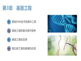 3.1重组DNA技术的基本工具(含DNA粗提取)课件2021-2022学年高二下学期生物人教版选择性必修3