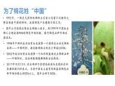 3.1重组DNA技术的基本工具(含DNA粗提取)课件2021-2022学年高二下学期生物人教版选择性必修3
