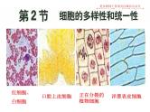 1.2细胞的多样性和统一性-课件PPT