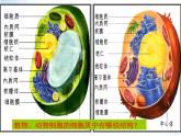 1.2细胞的多样性和统一性-课件PPT