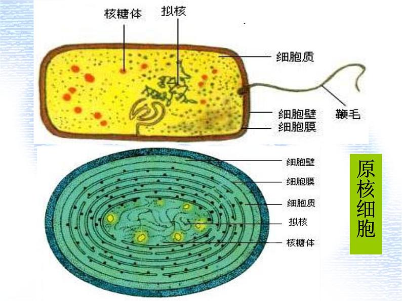 1.2细胞的多样性和统一性-课件PPT07