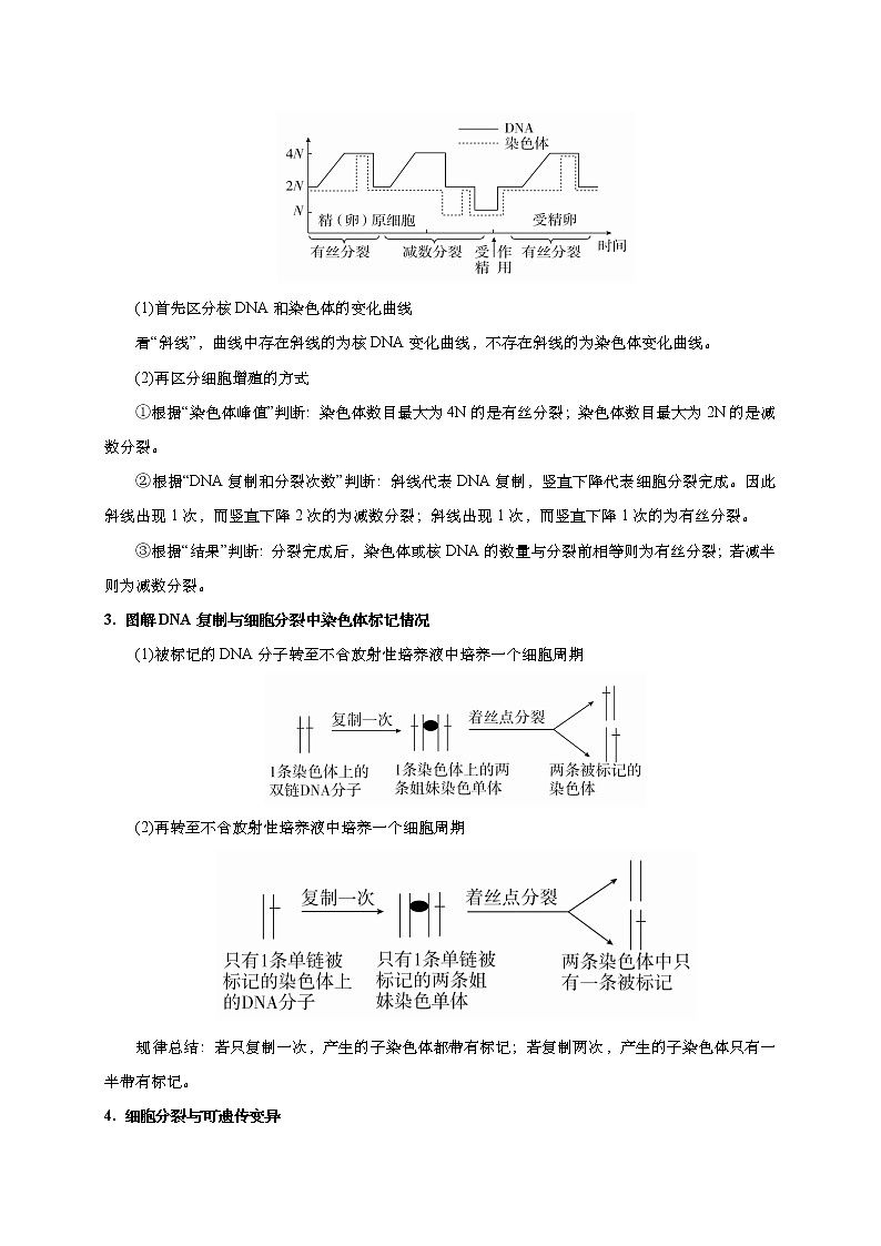 预测04 细胞的生命历程（含减数分裂）-【临门一脚】2022年高考生物三轮冲刺过关（解析版）第2页
