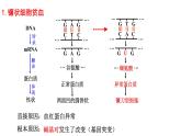 5.1基因突变和基因重组课件-2021-2022学年高一下学期生物人教版（2019）必修2