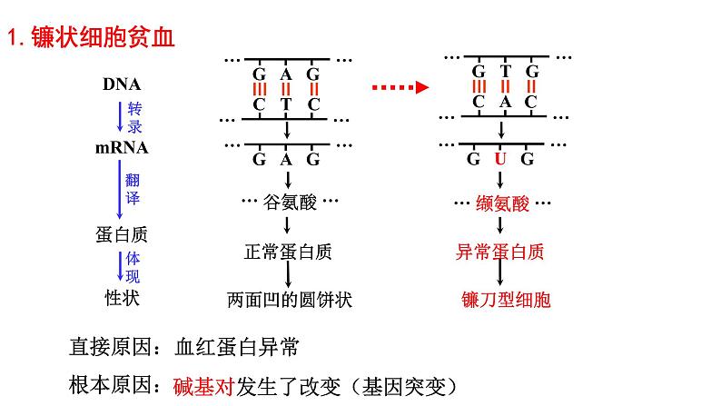 5.1基因突变和基因重组课件-2021-2022学年高一下学期生物人教版（2019）必修2第4页