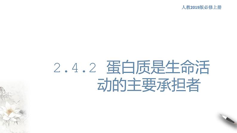 2.4.2 蛋白质是生命活动的主要承担者 课件(共15张PPT)01