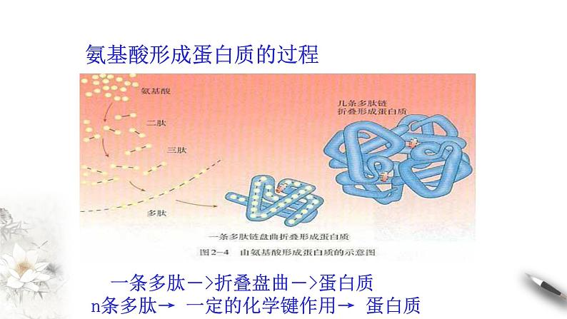 2.4.2 蛋白质是生命活动的主要承担者 课件(共15张PPT)06