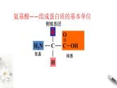 2.4.1 蛋白质是生命活动的主要承担者 课件(共12张PPT)