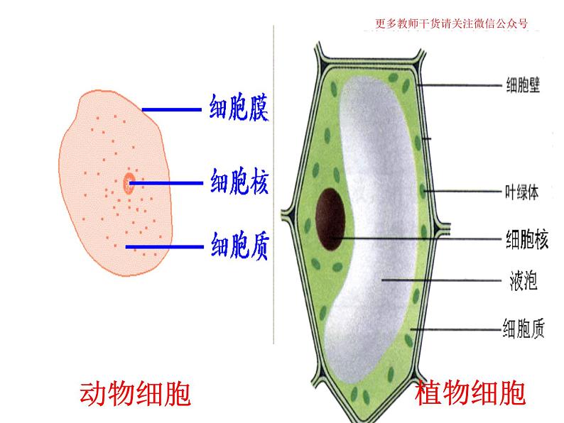 3.1 细胞膜的结构和功能课件PPT02