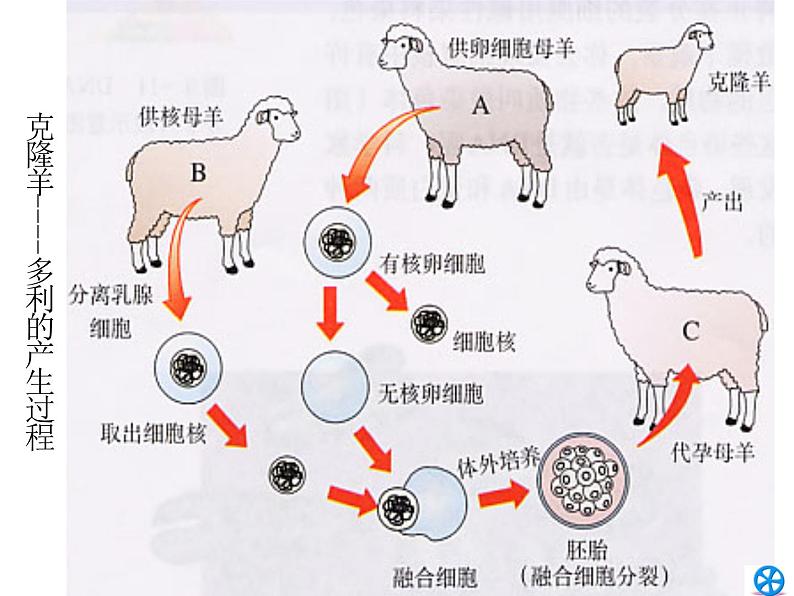 3.3 细胞核的结构和功能课件PPT第1页