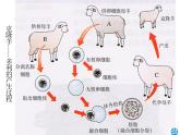 3.3 细胞核的结构和功能课件PPT