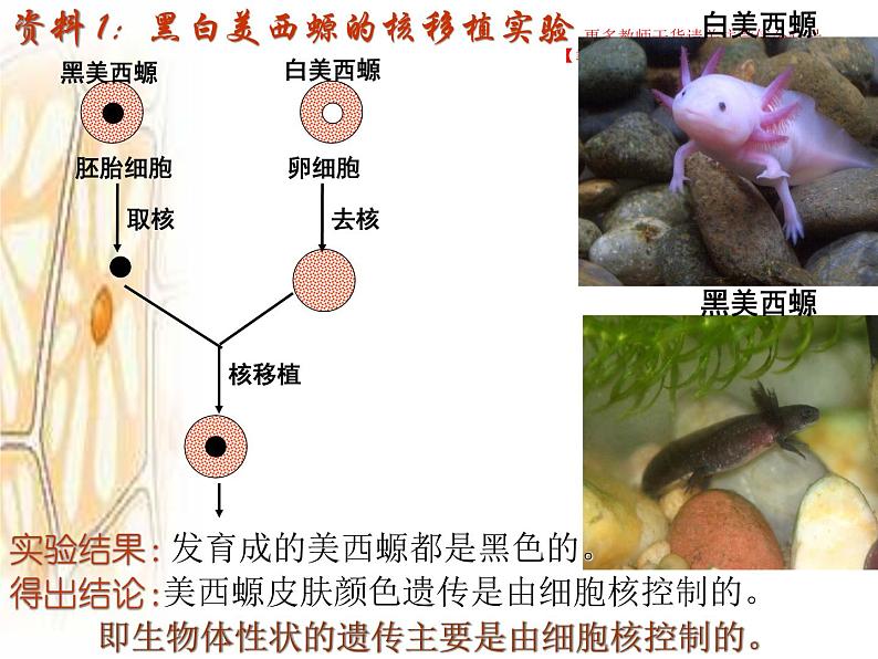 3.3 细胞核的结构和功能课件PPT第4页